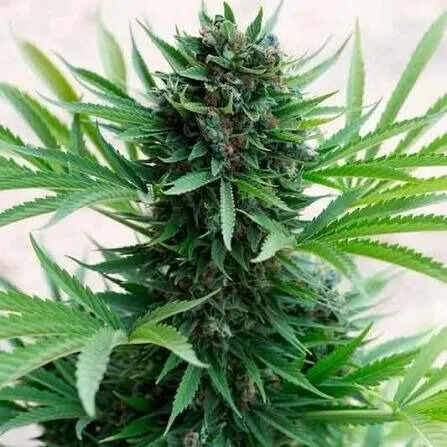 Buy Marijuana Seeds Online Buy Marijuana Seeds Online