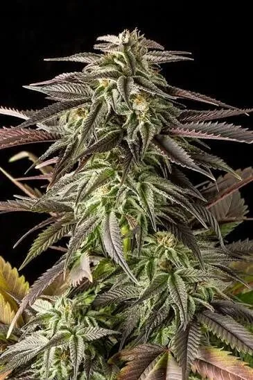 Blue Cheese Femnized