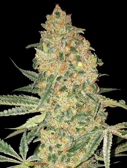 Bruce Banner