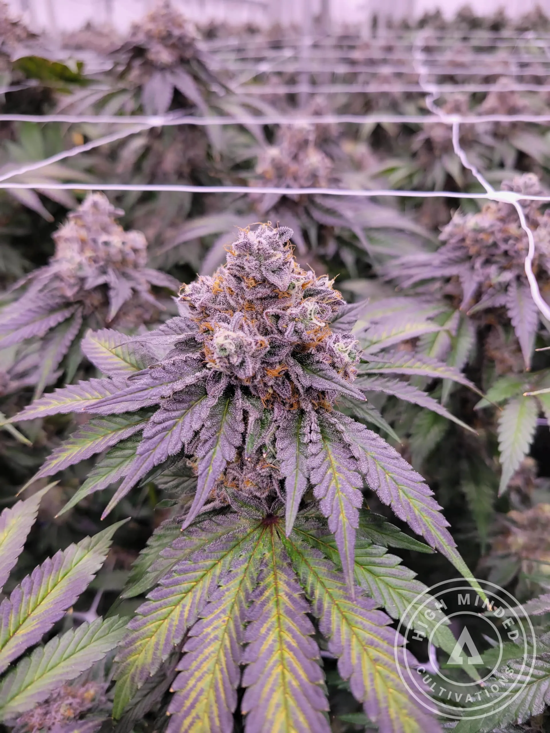 Granddaddy Purple