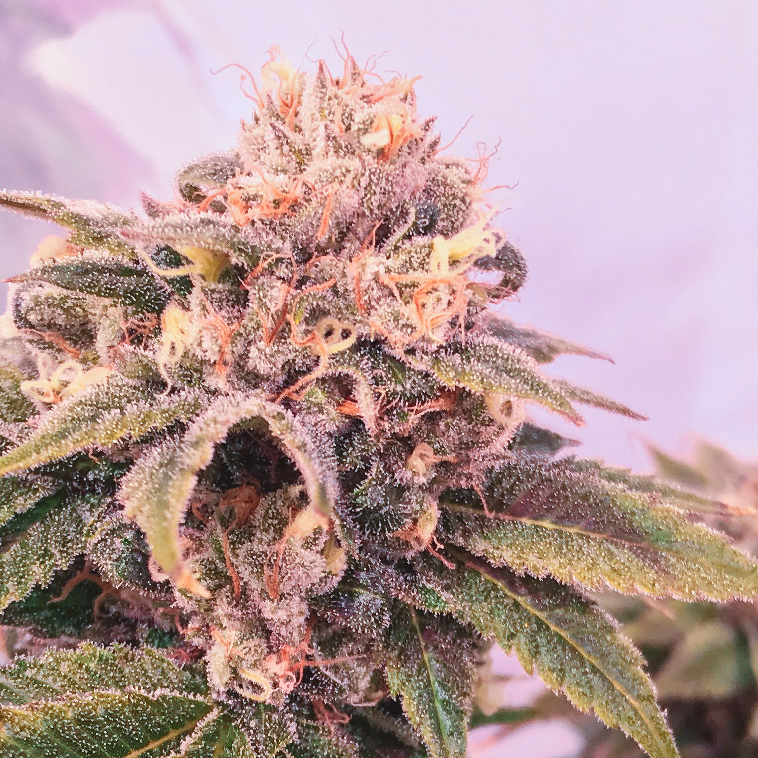 Mother's Milk