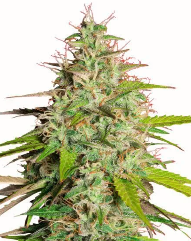 Girl Scout Cookies