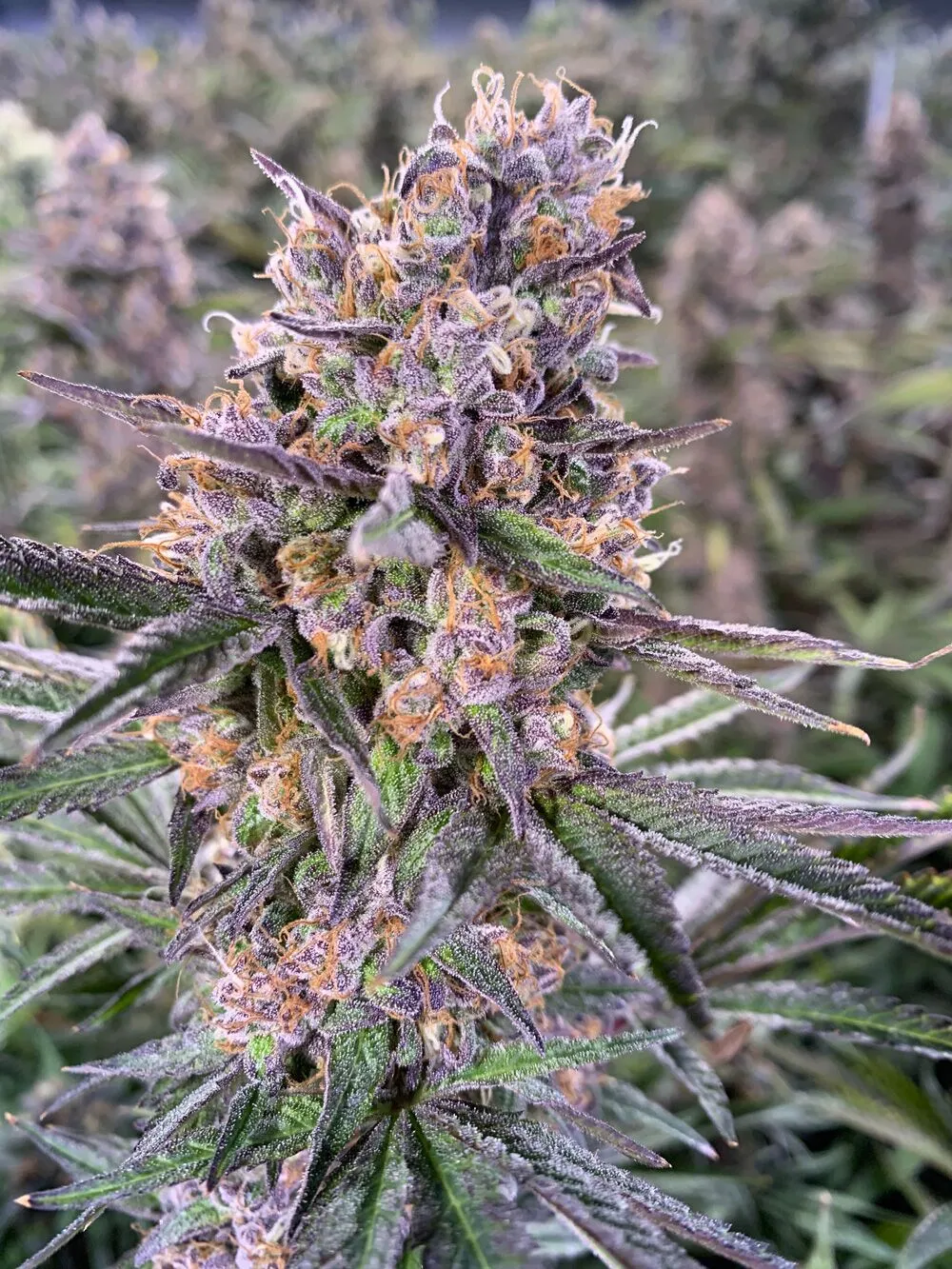 Zkittlez