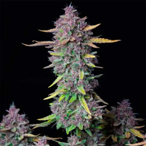 Purple Punch