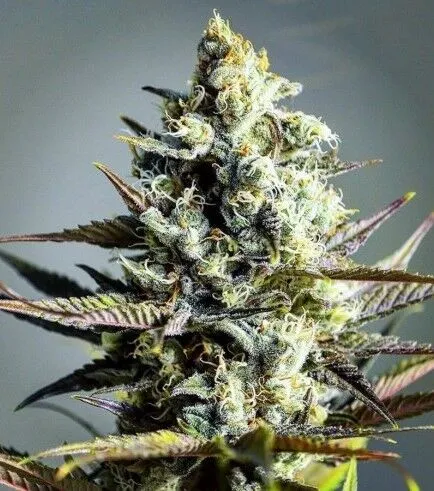 Critical Kush