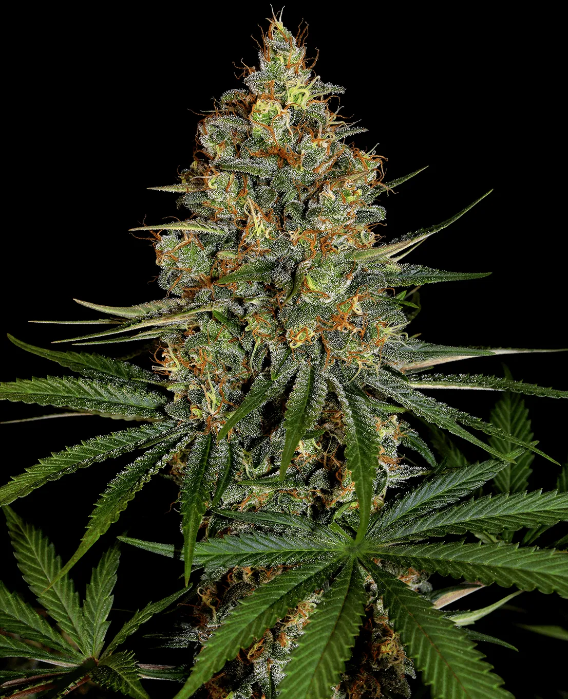 Diesel OG