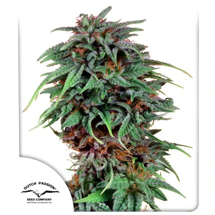 Durban Poison