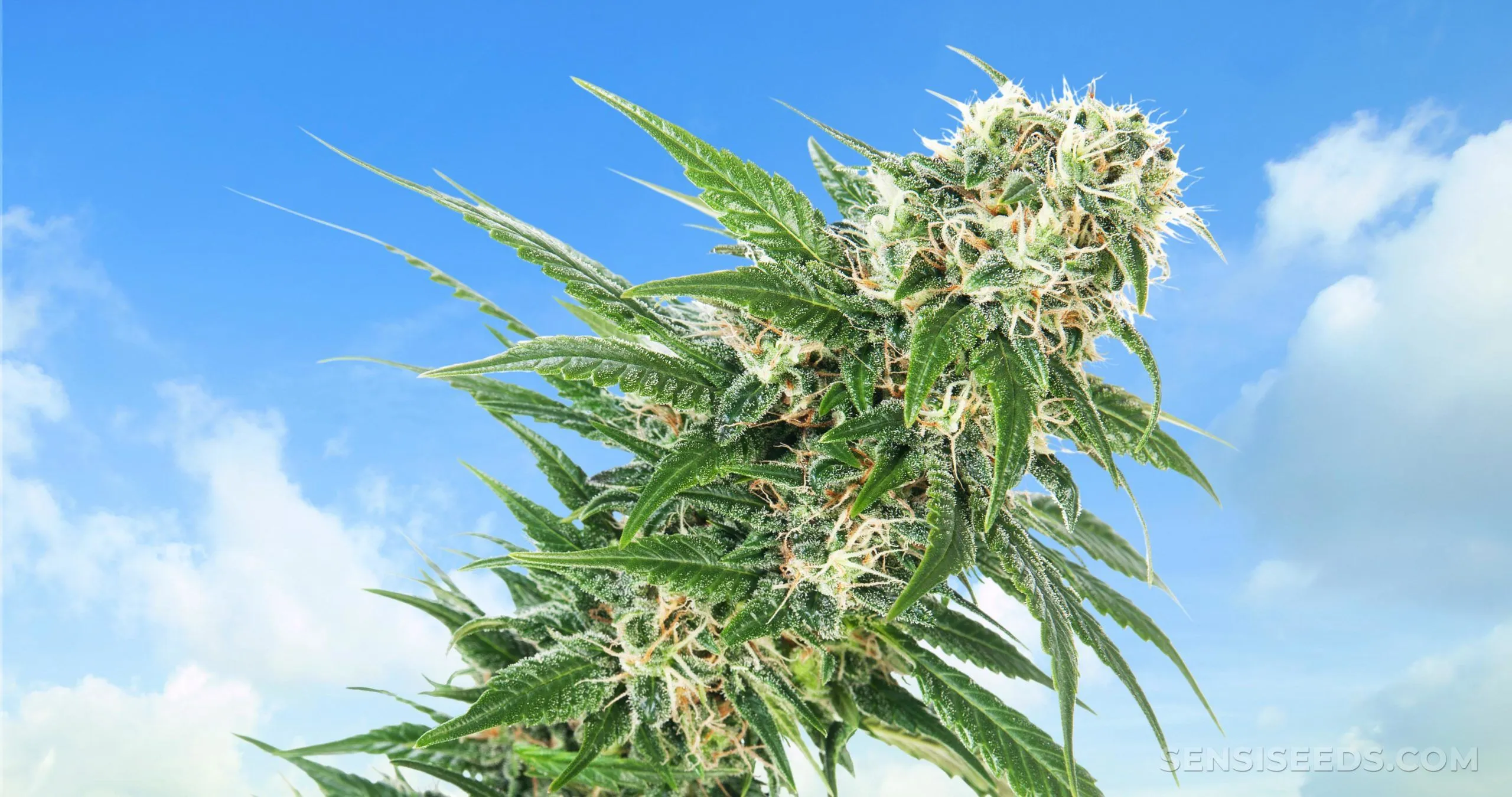 Early Skunk