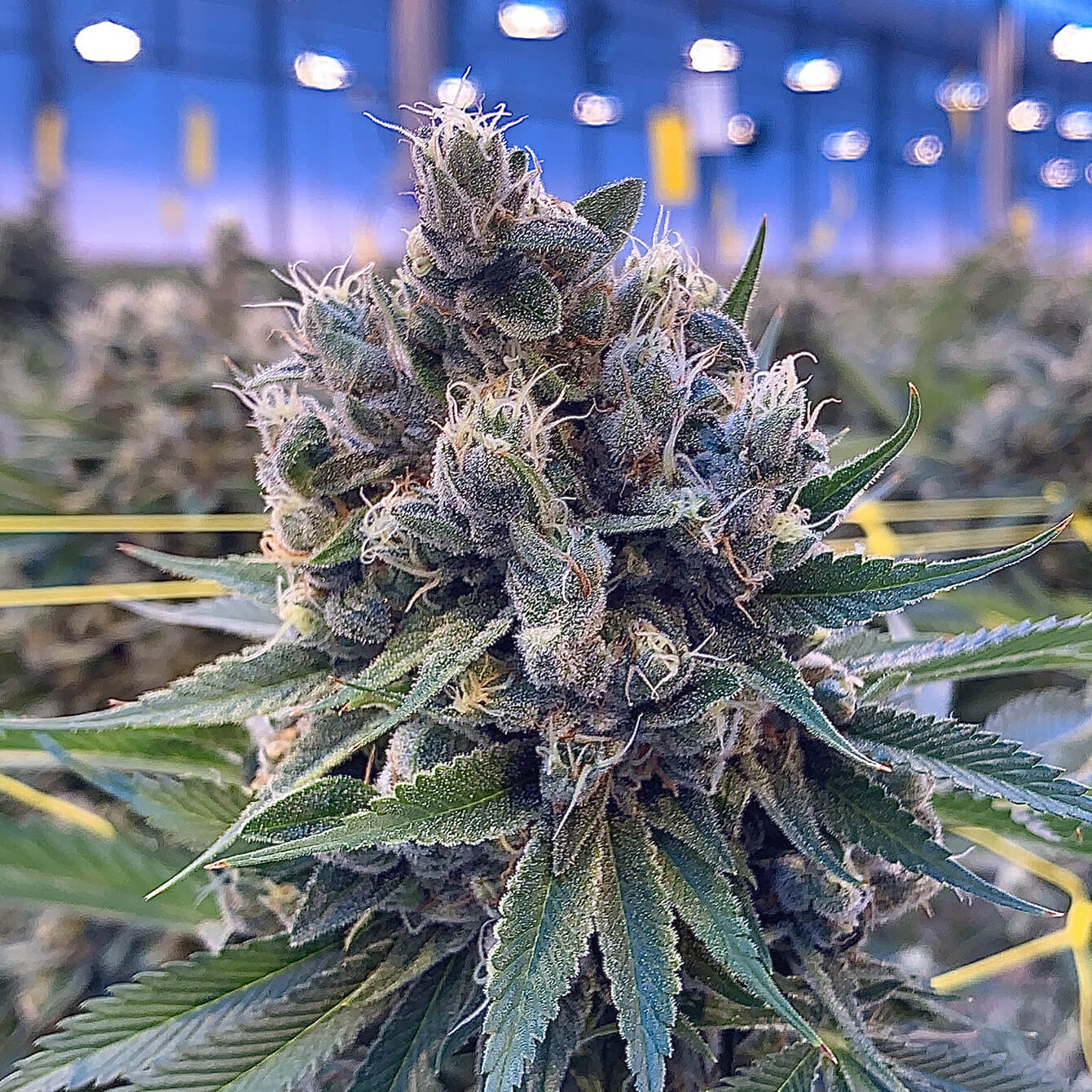 Ghost Train Haze