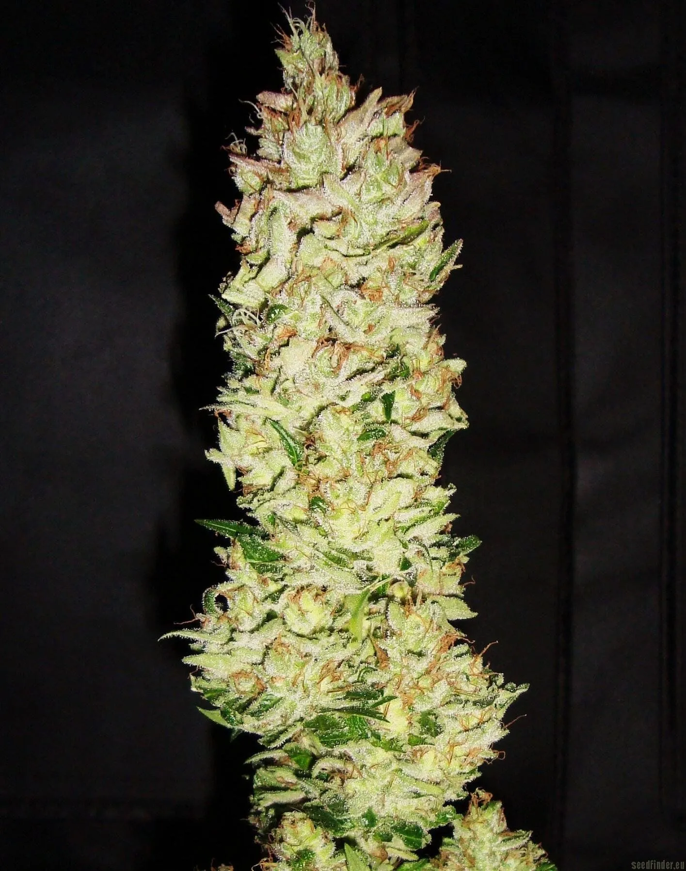 Northern Lights X Skunk