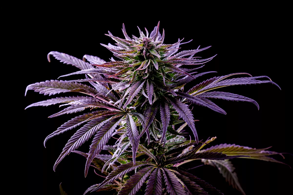 Rainbow Purple