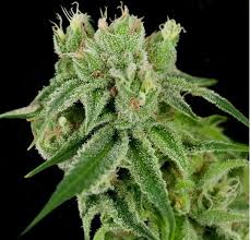 Banana Split