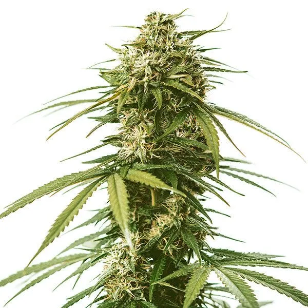 Gushers Confidential