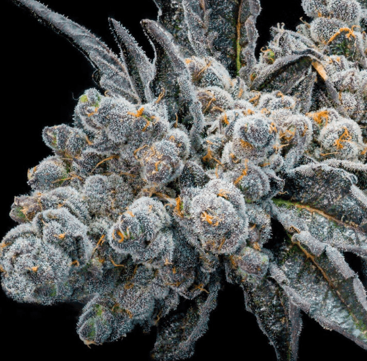 Ice Phineset