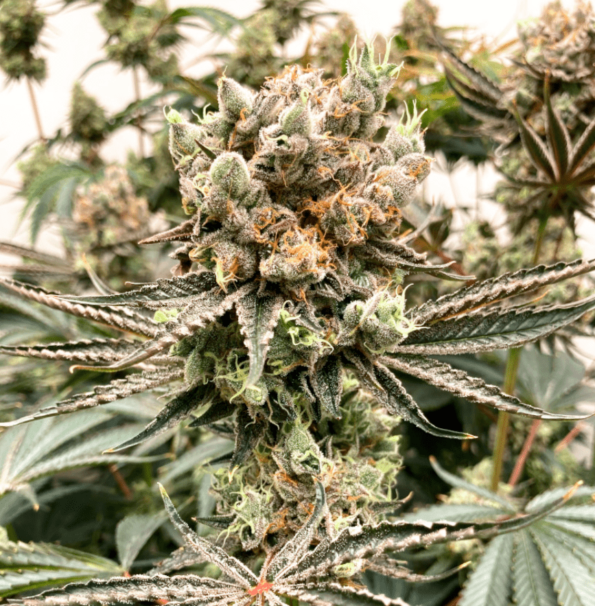 Wedding Cake x Skittles