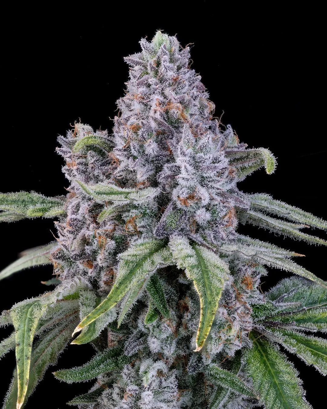 Blockhead Buds