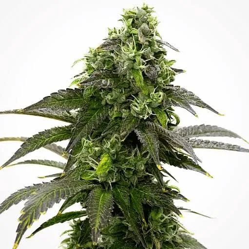 Cafe Racer Feminized
