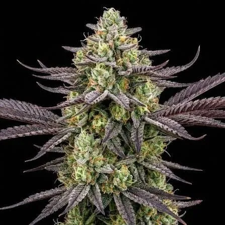 Chocolope Feminized