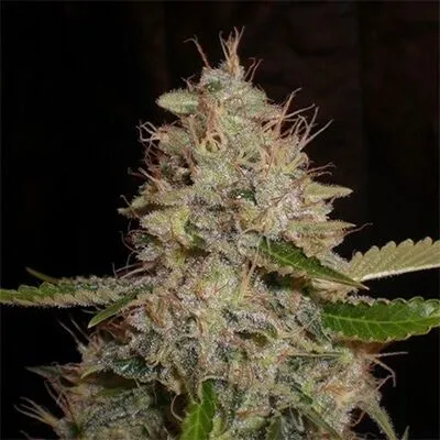 Critical Widow Feminized