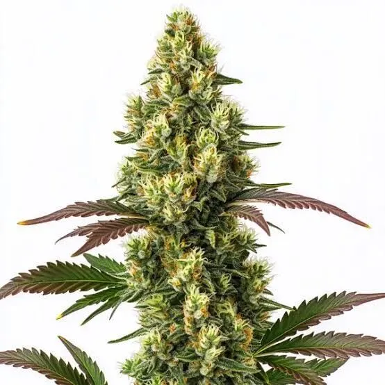 Lemon Pie Feminized