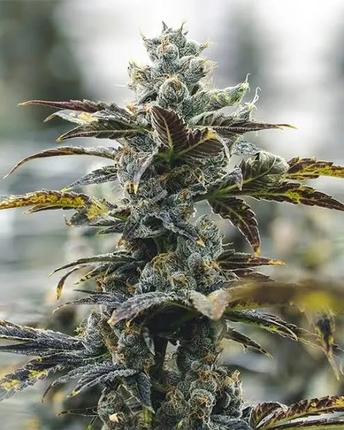 Strawberry Cough Feminized