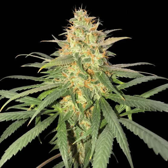 Strawberry Kush Feminized