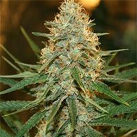 Blue Cookies