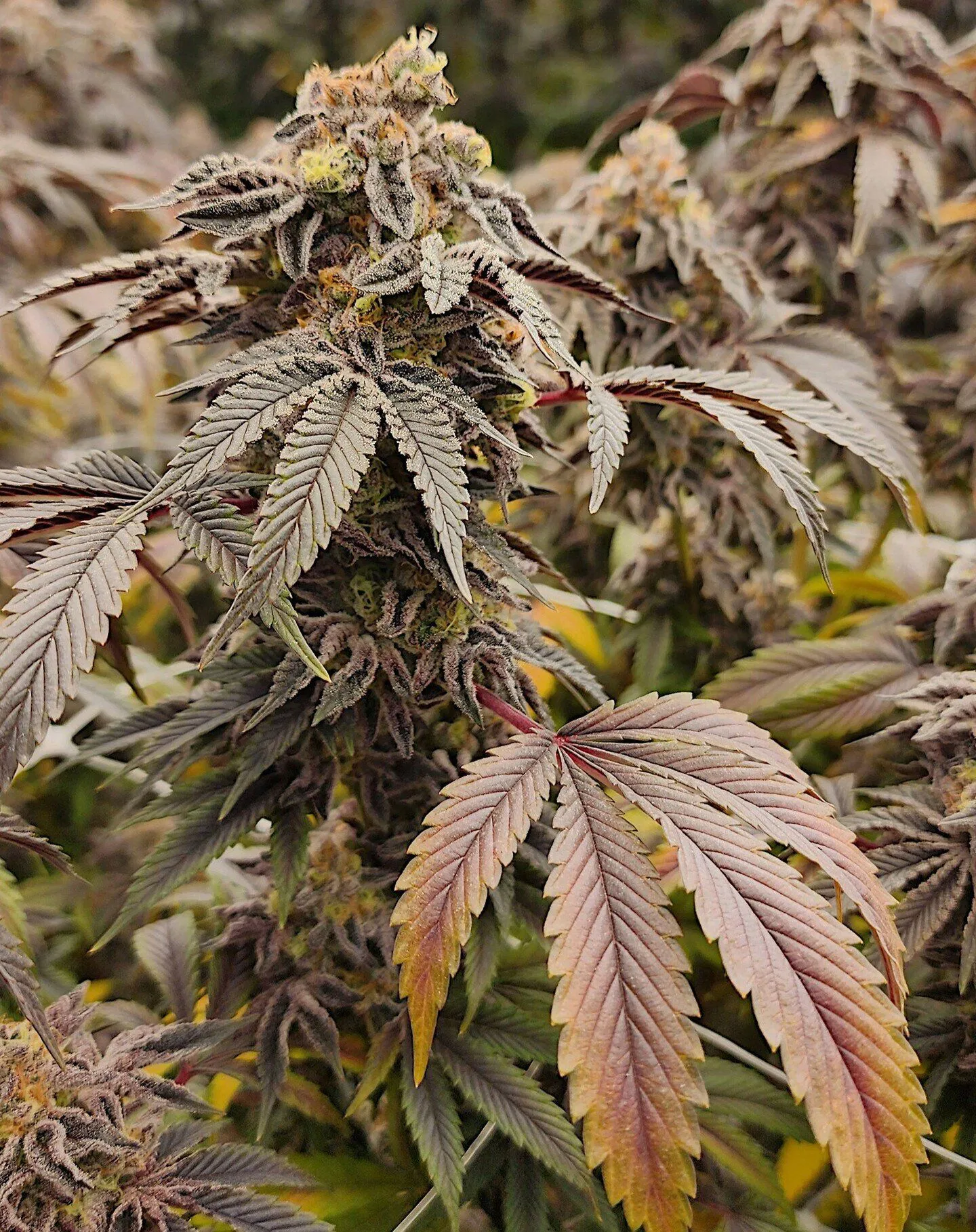 Govmint Oasis