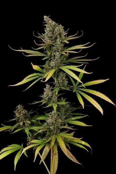 Black Cheese Strain