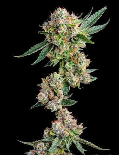 Glue 31