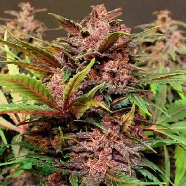 black-haze
