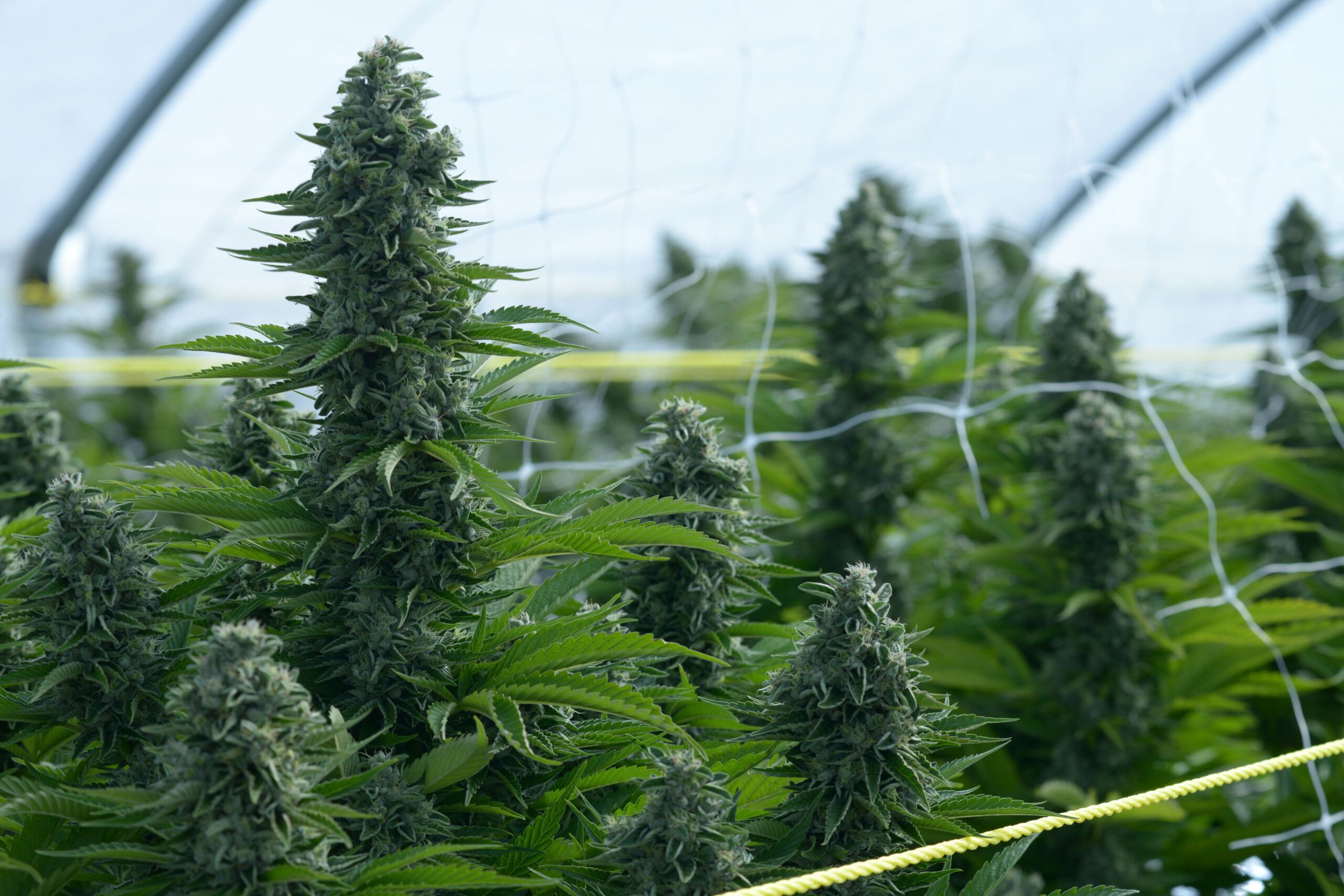 sunset cannabis trellis