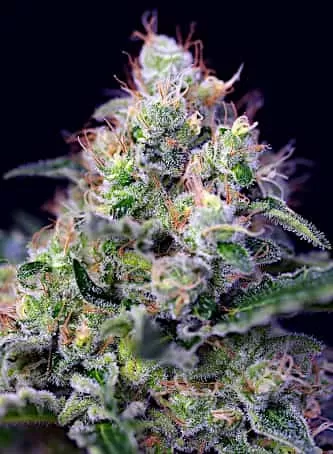 Cream OG