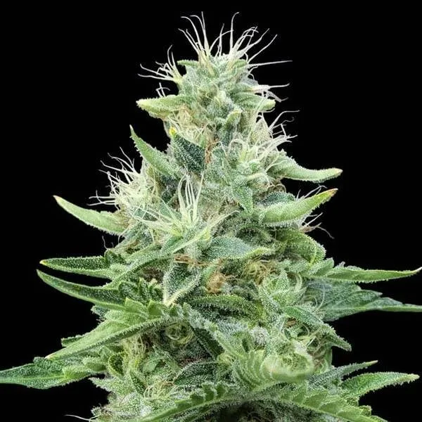 Gorilla Candy