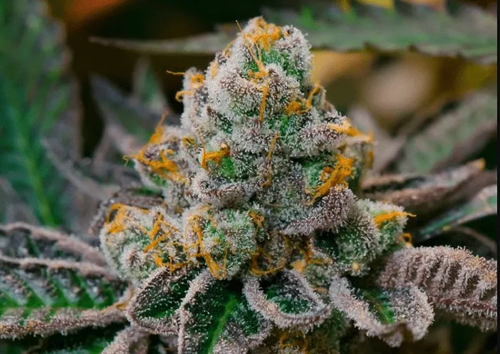Mint Cookie Dough