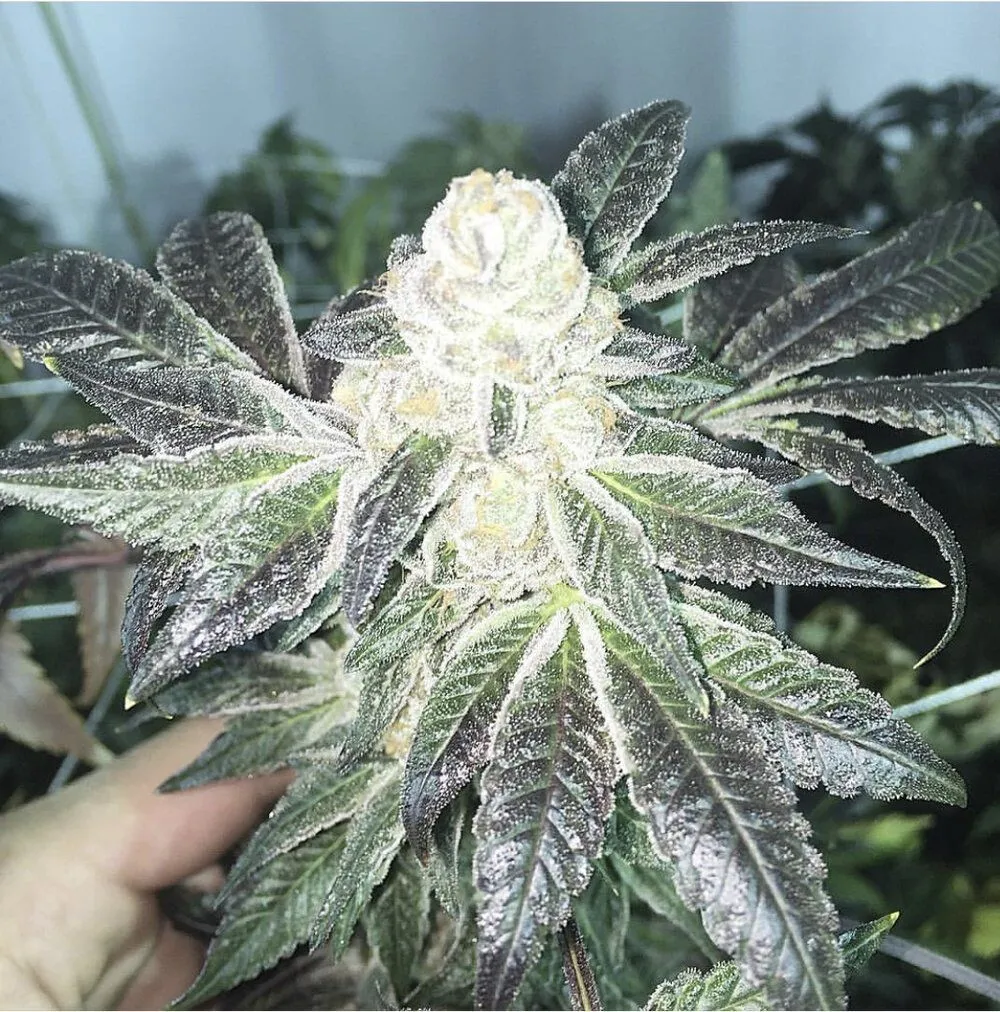 Blue Cookies