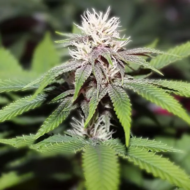 Forbidden Zkittlez