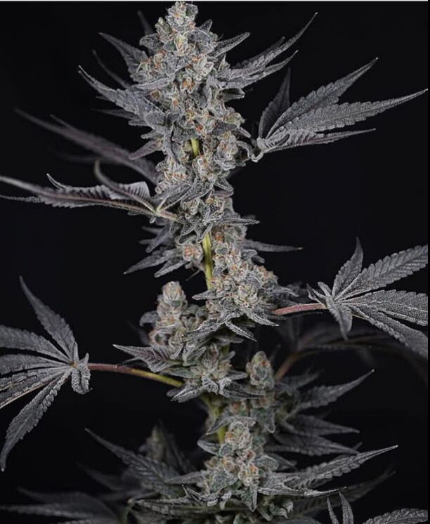 Cookie Wreck