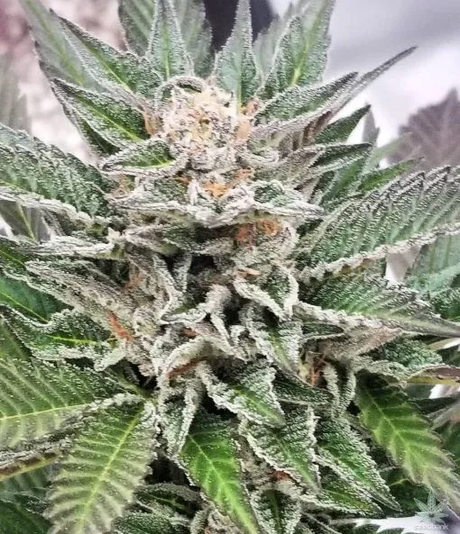 Shishka Berry