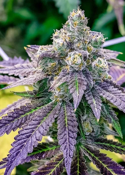 Sundae Driver