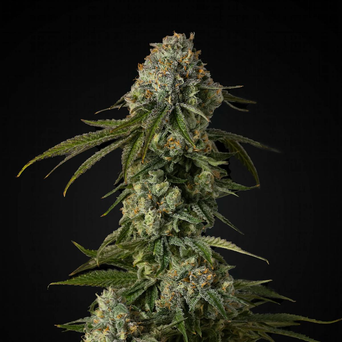 Colorado Chem