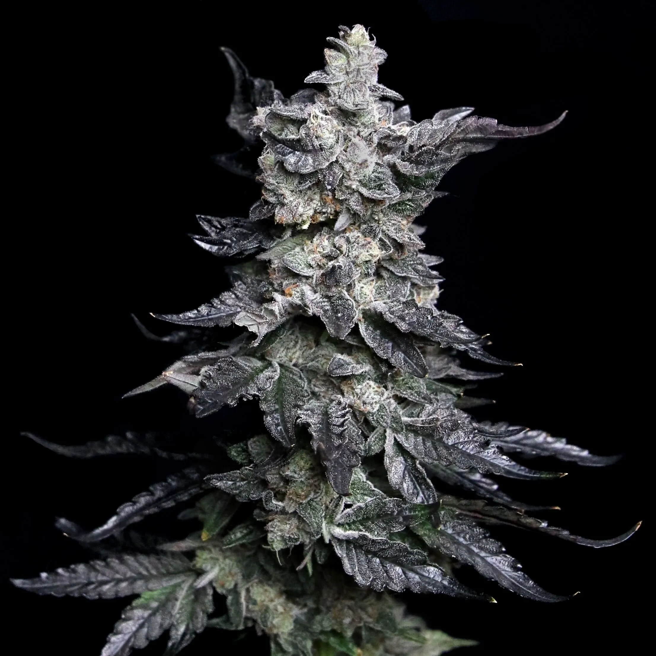 Apple Fritter