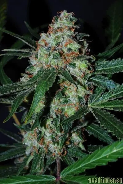 Black Jack Auto