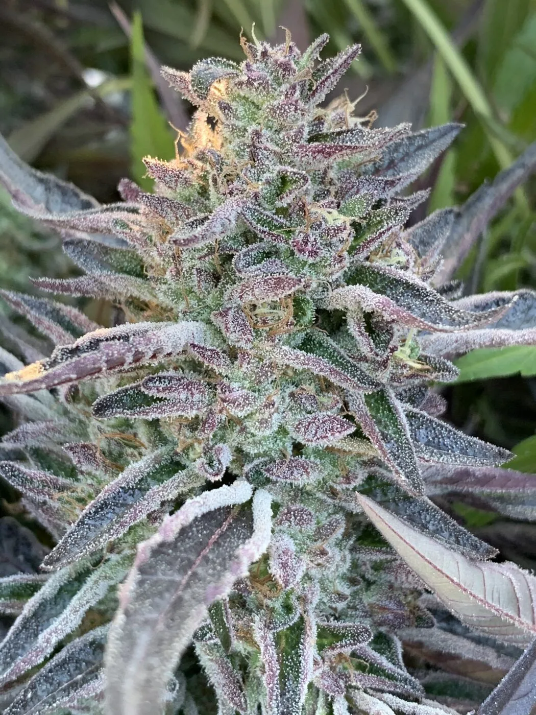 White Zlushie