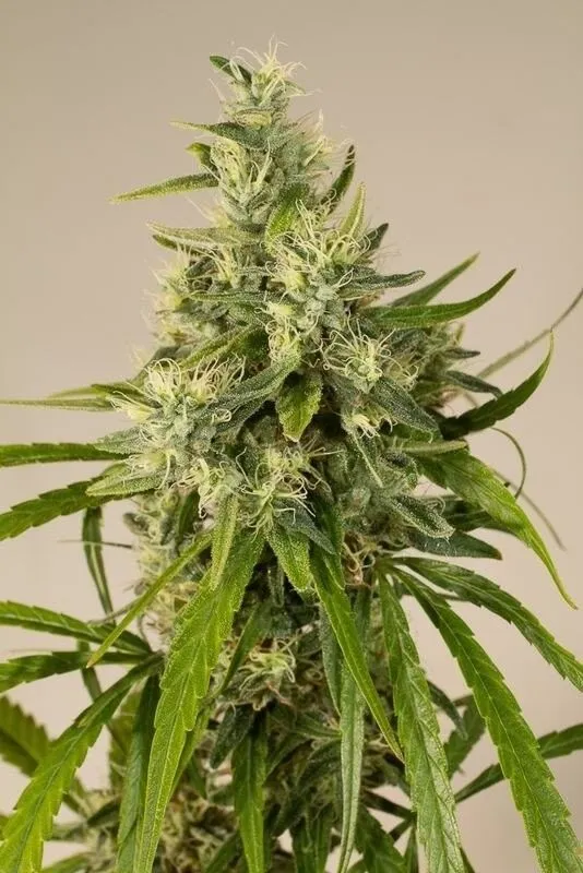 OG Trainwreck