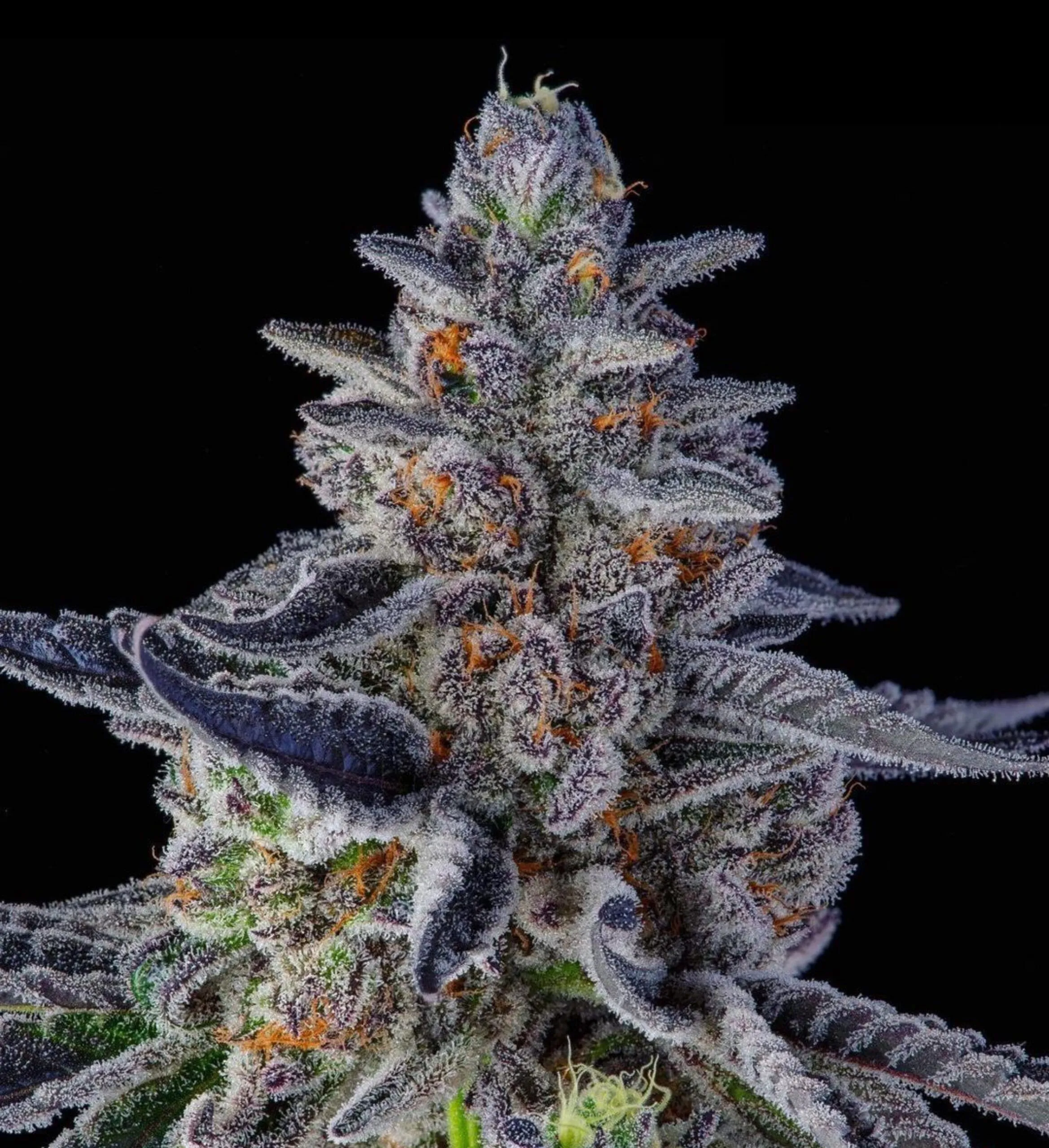 Purple Milk