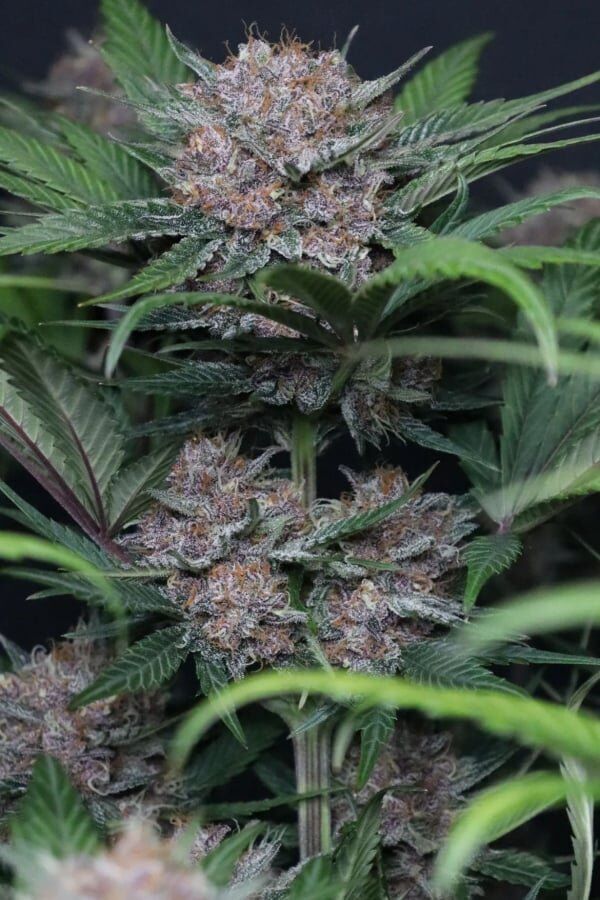 Lemon Cherry Funk