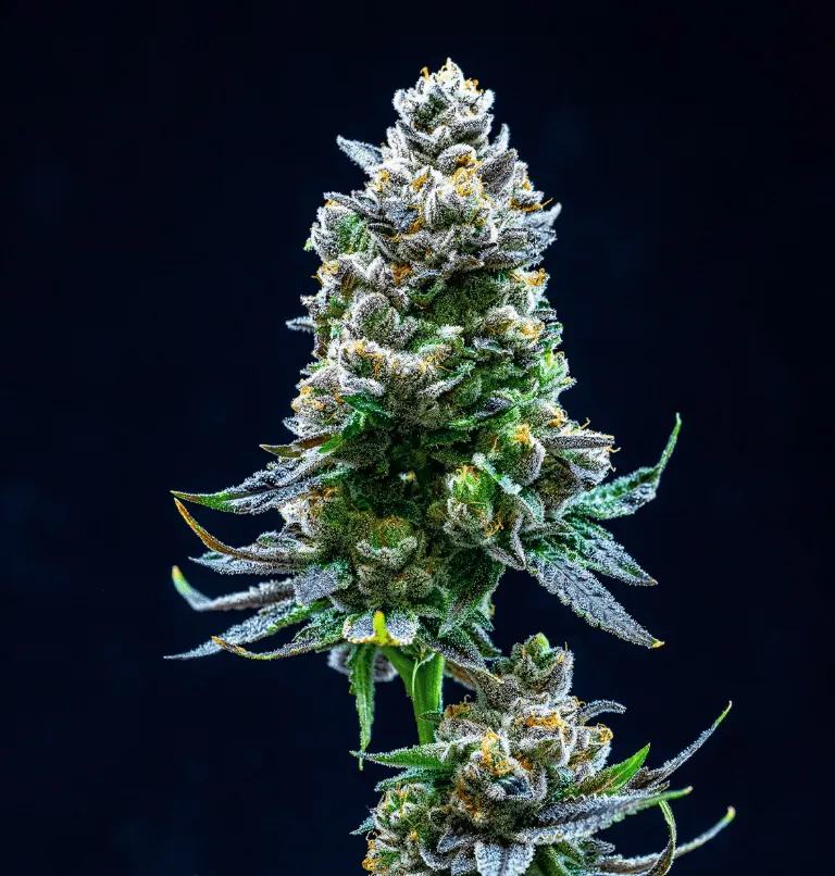 Thin Mint Cookies