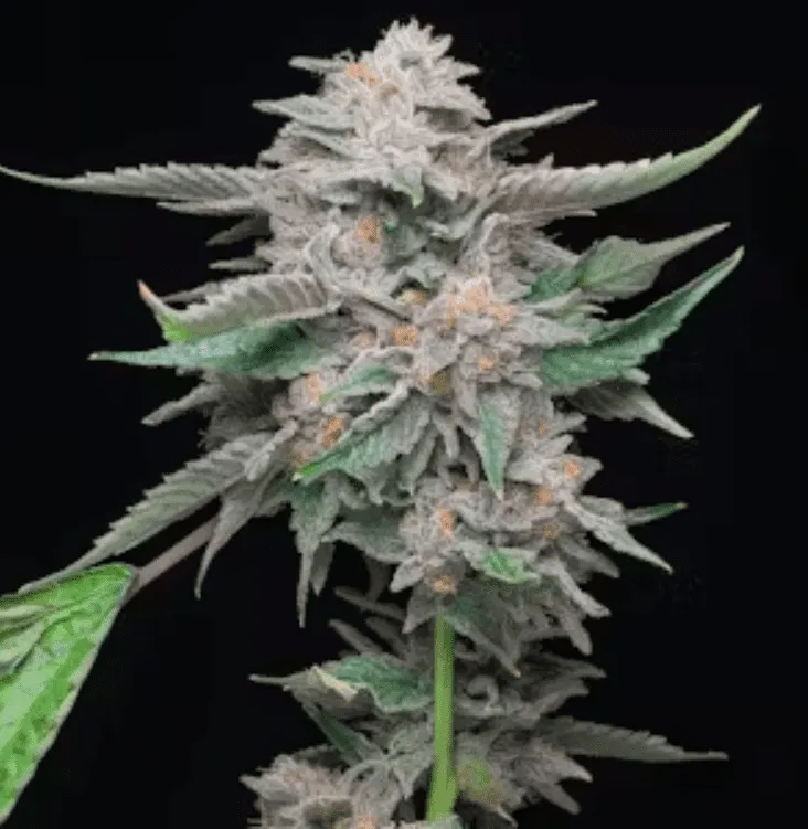 Platinum Lemon Cherry Gelato