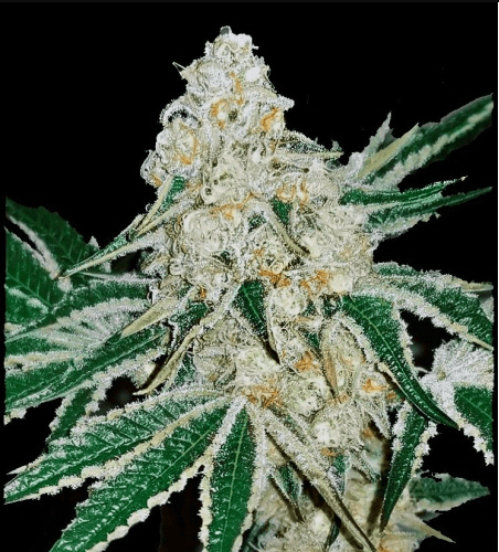 Purple Cake